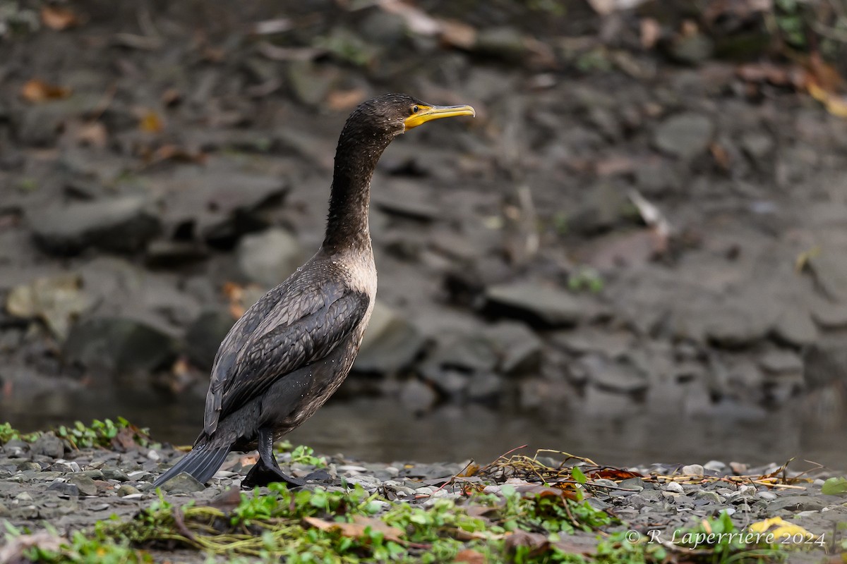 Double-crested Cormorant - ML625839664