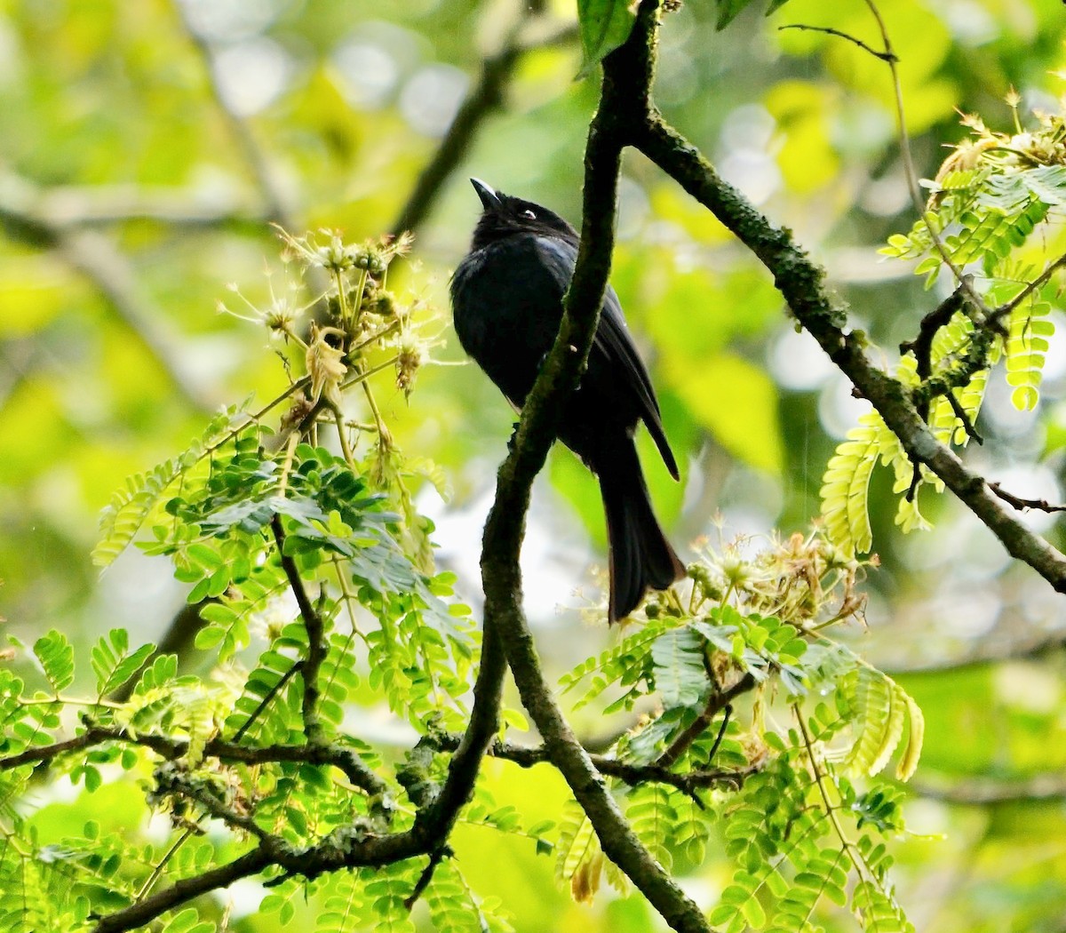 Square-tailed Drongo - ML625840137