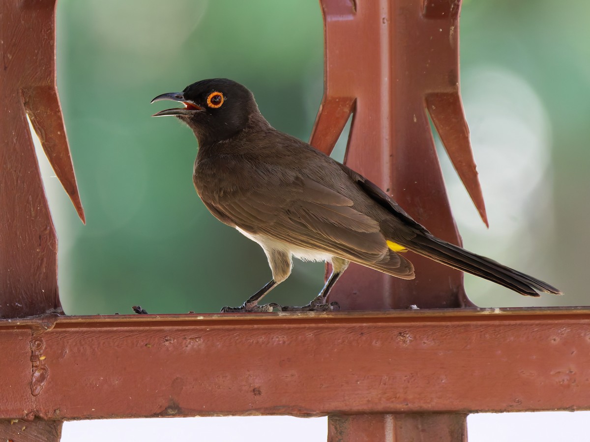 Black-fronted Bulbul - ML625840294