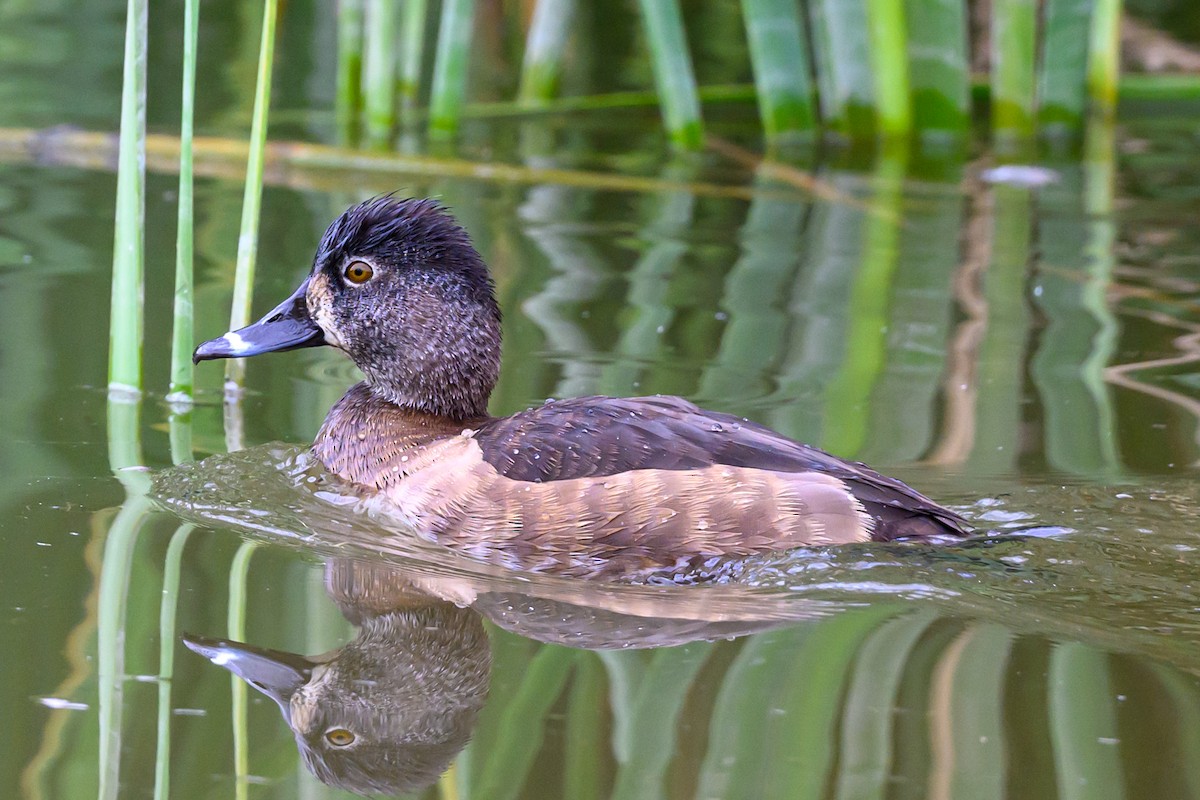 Ring-necked Duck - ML625840463