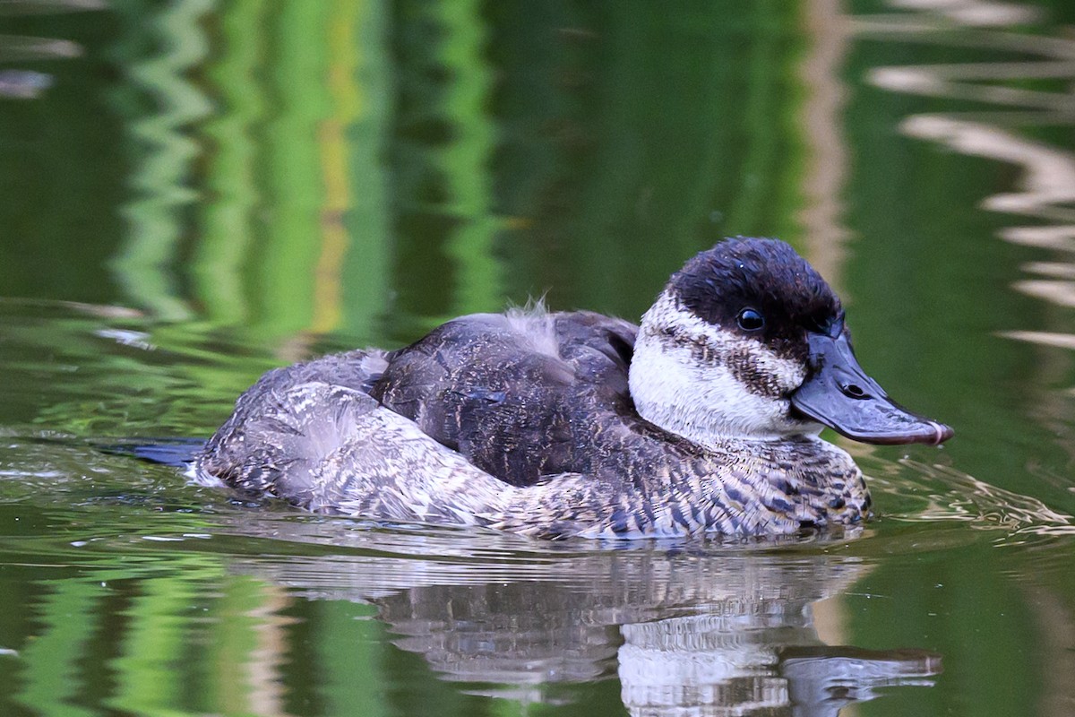 Ruddy Duck - ML625840470