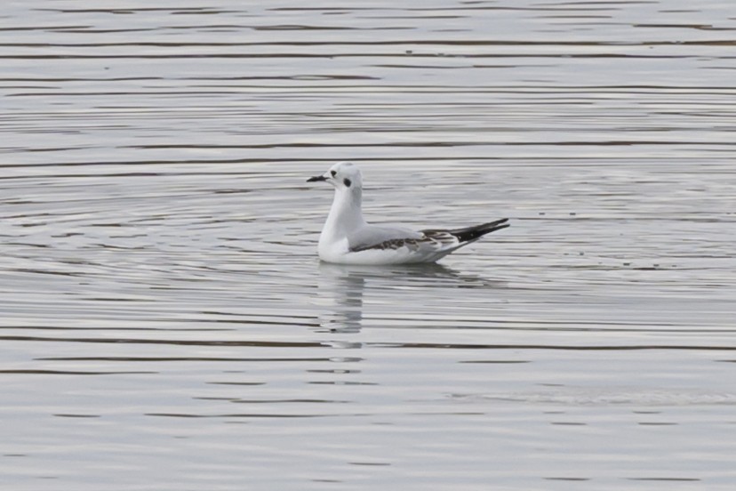 Bonaparte's Gull - ML625840479