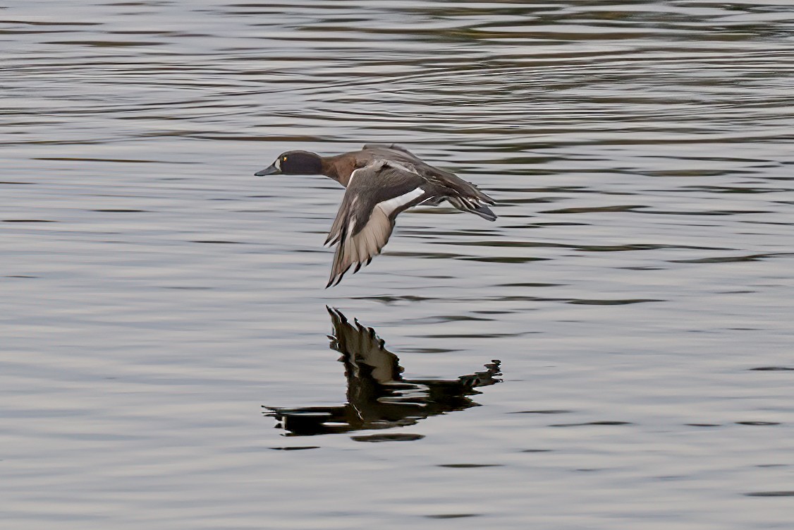 Lesser Scaup - ML625840488