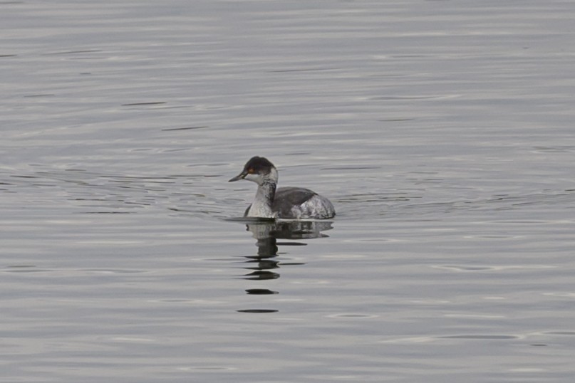 Eared Grebe - ML625840502