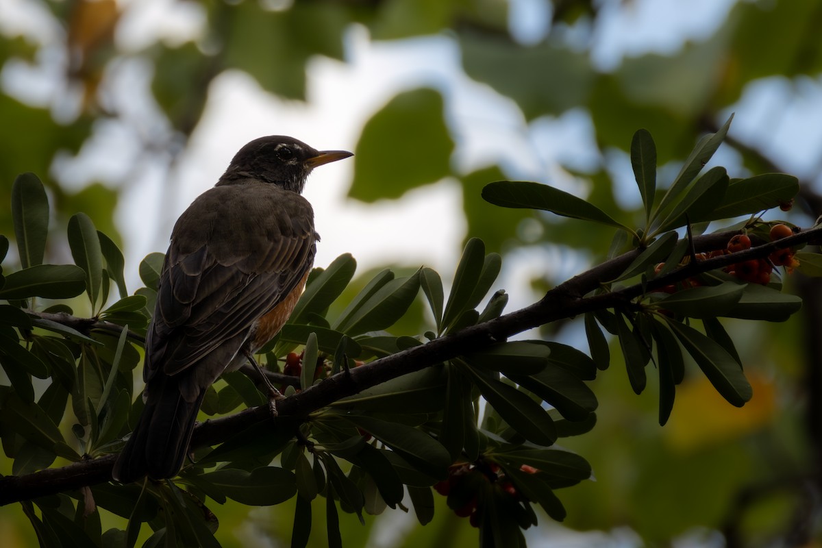 American Robin - ML625840533