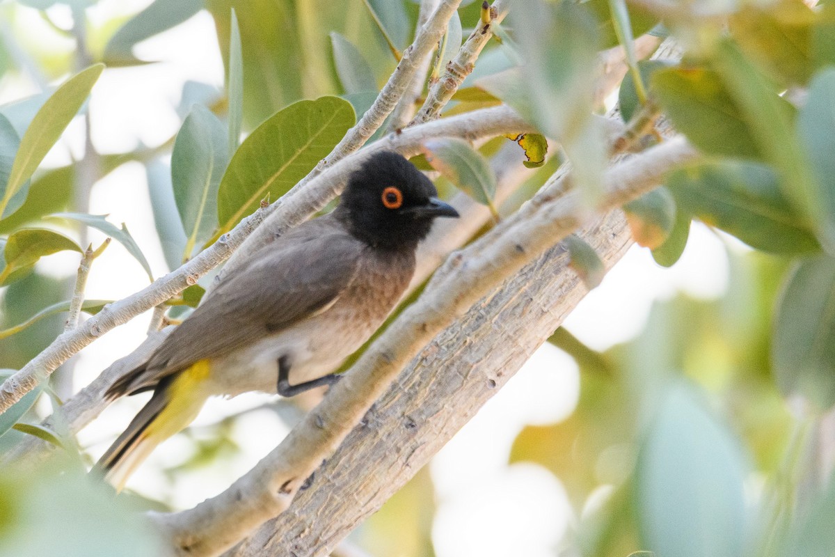 Black-fronted Bulbul - ML625840635