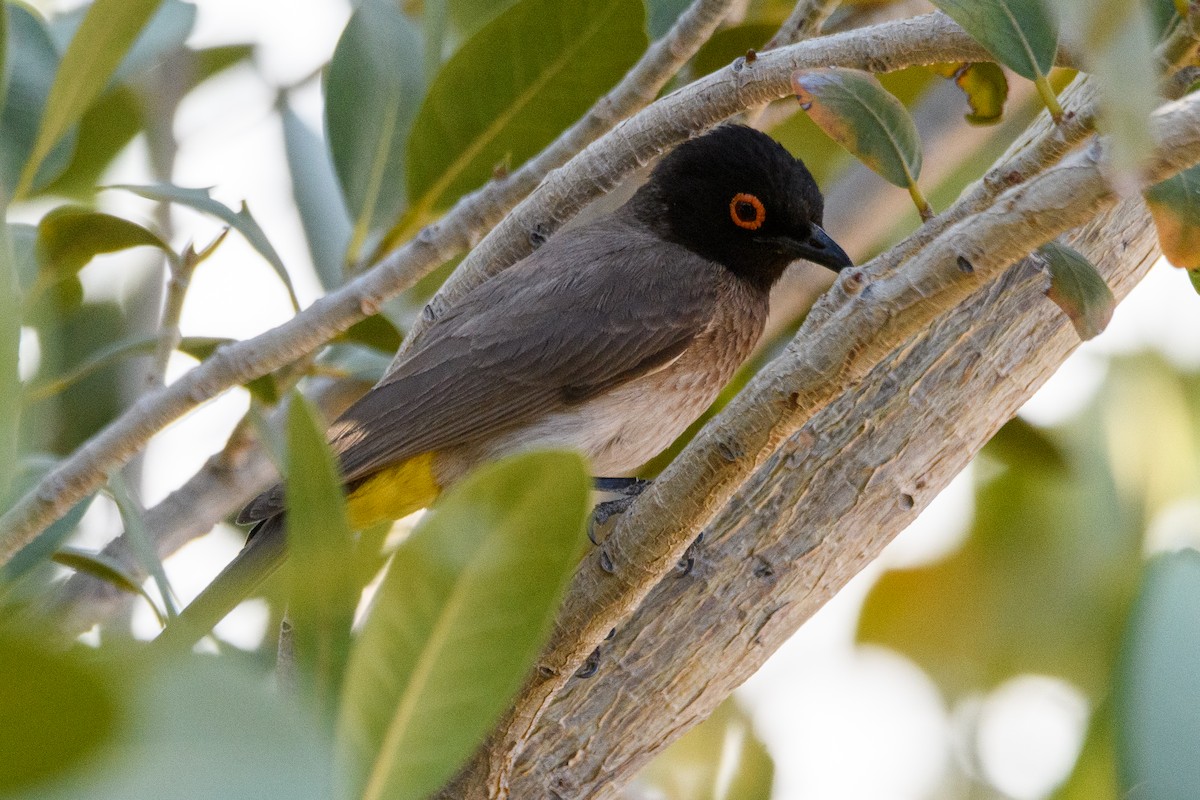 Black-fronted Bulbul - ML625840636