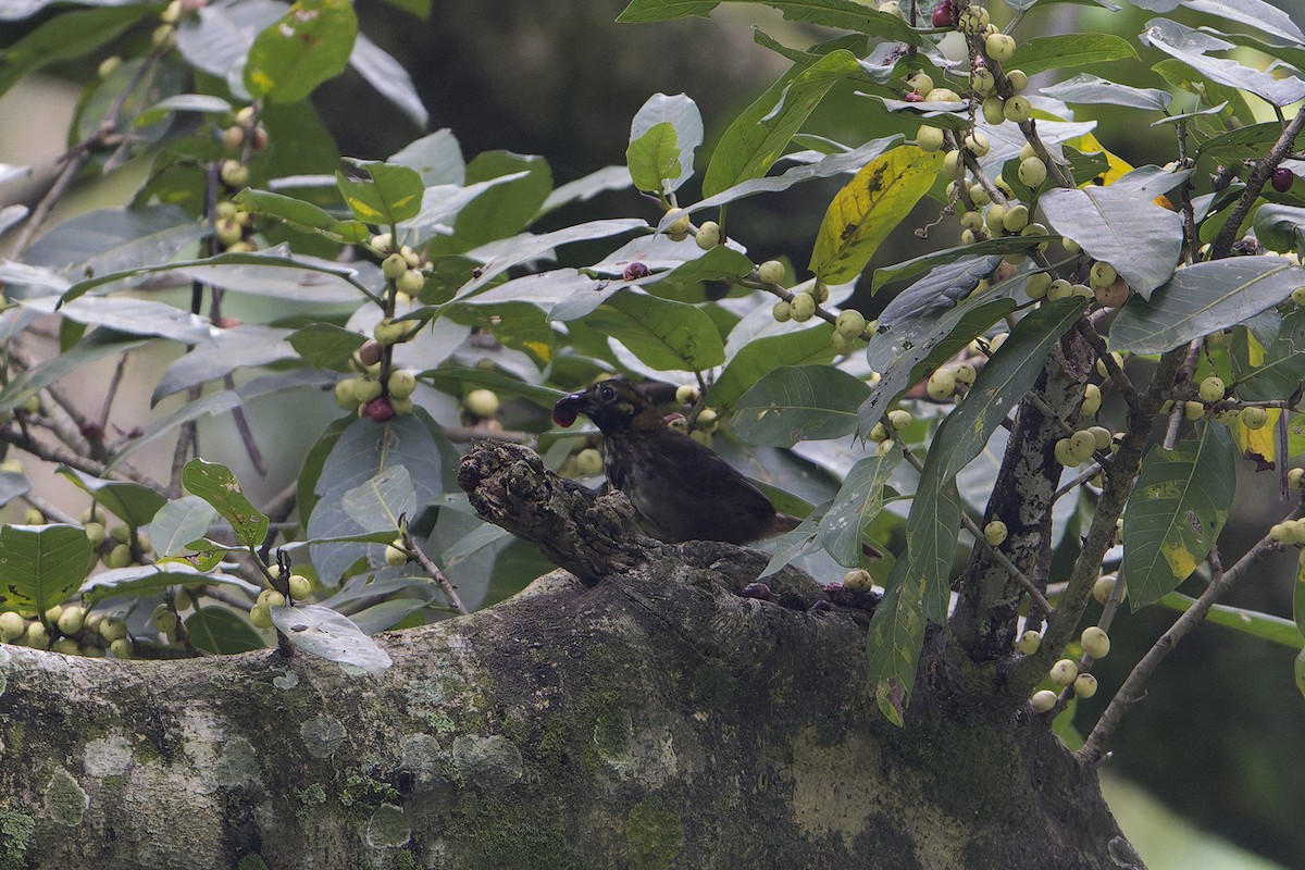 White-eared Ground-Sparrow - ML625840700