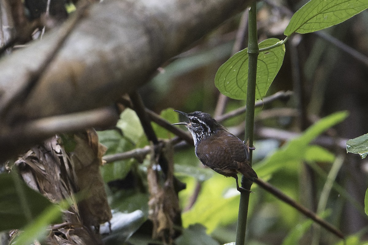 White-breasted Wood-Wren (Sclater's) - ML625840711