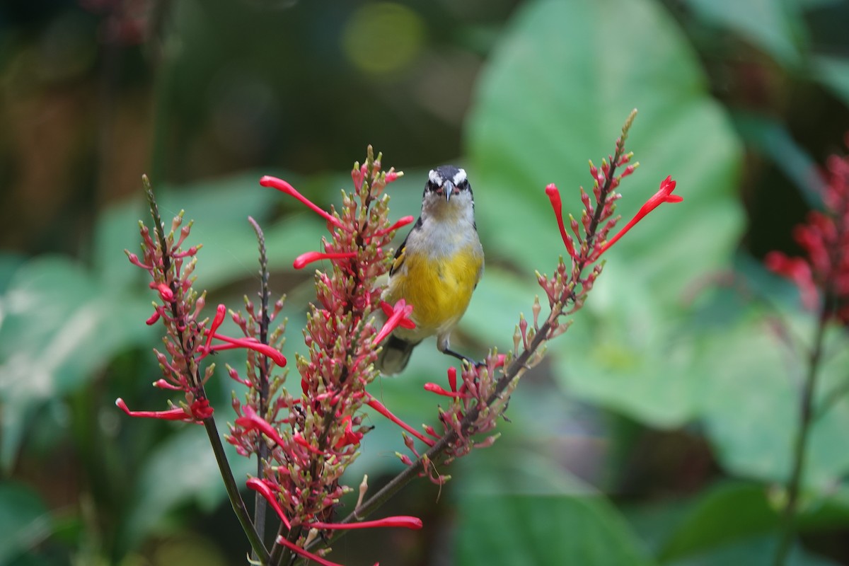 Bananaquit - ML625840754