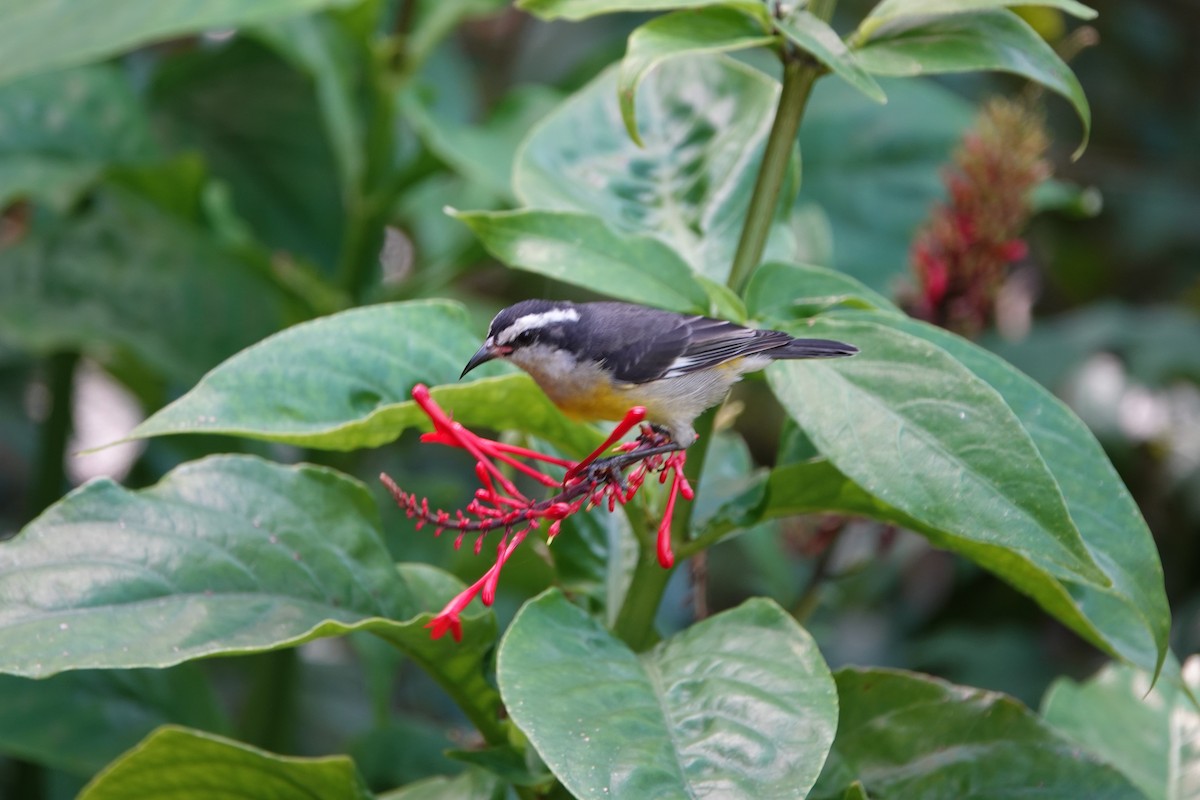 Bananaquit - ML625840757