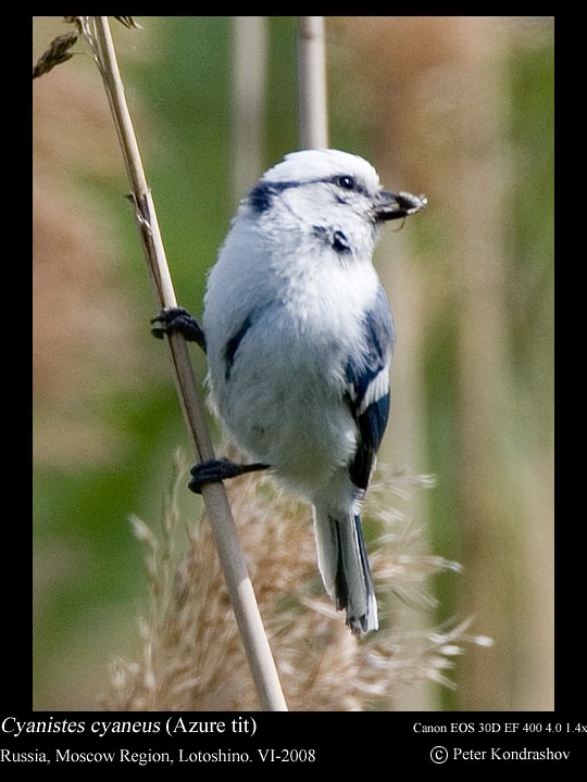 Белая лазоревка (группа cyanus) - ML625840783