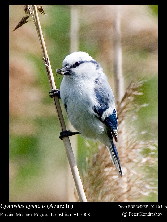Белая лазоревка (группа cyanus) - ML625840784