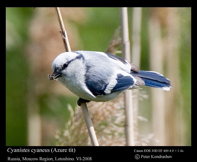 Белая лазоревка (группа cyanus) - ML625840785