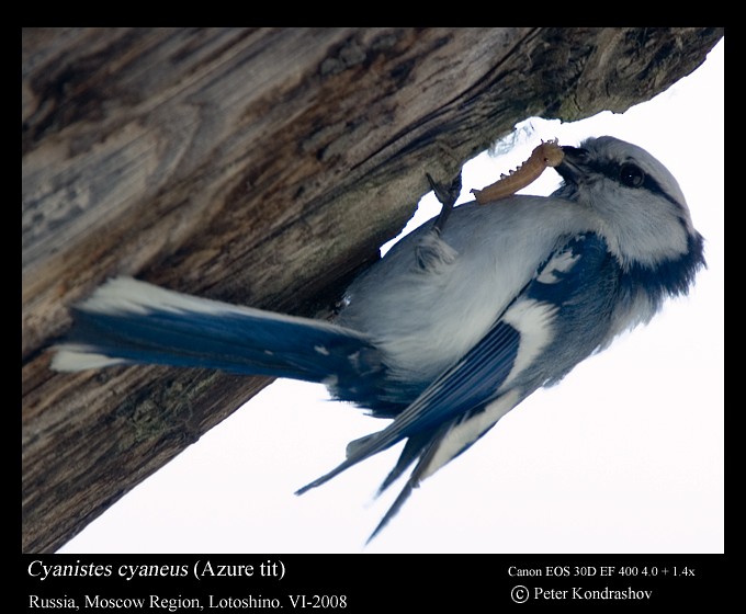 Белая лазоревка (группа cyanus) - ML625840814