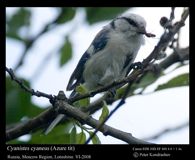 Белая лазоревка (группа cyanus) - ML625840815