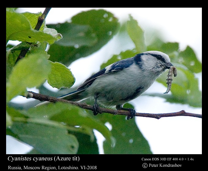 Белая лазоревка (группа cyanus) - ML625840816