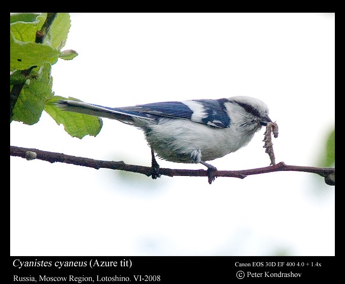 Белая лазоревка (группа cyanus) - ML625840817