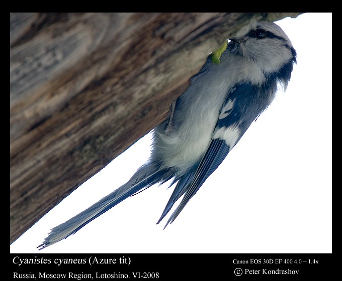 Белая лазоревка (группа cyanus) - ML625840818