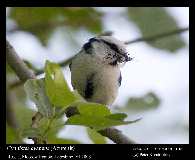 Белая лазоревка (группа cyanus) - ML625840819