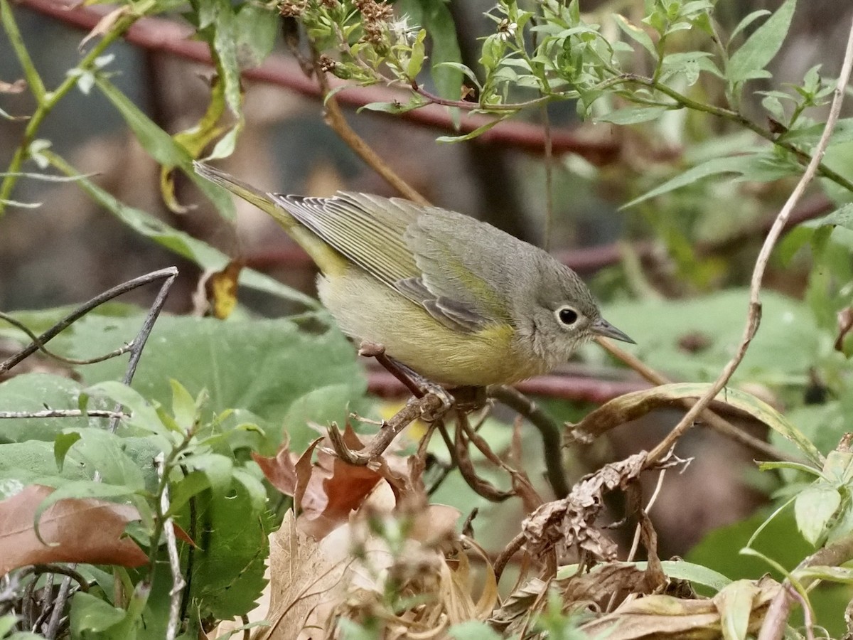 Nashville Warbler - ML625840828