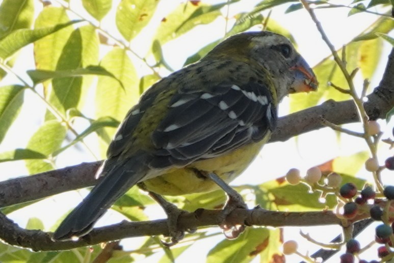 Yellow Grosbeak - ML625840832