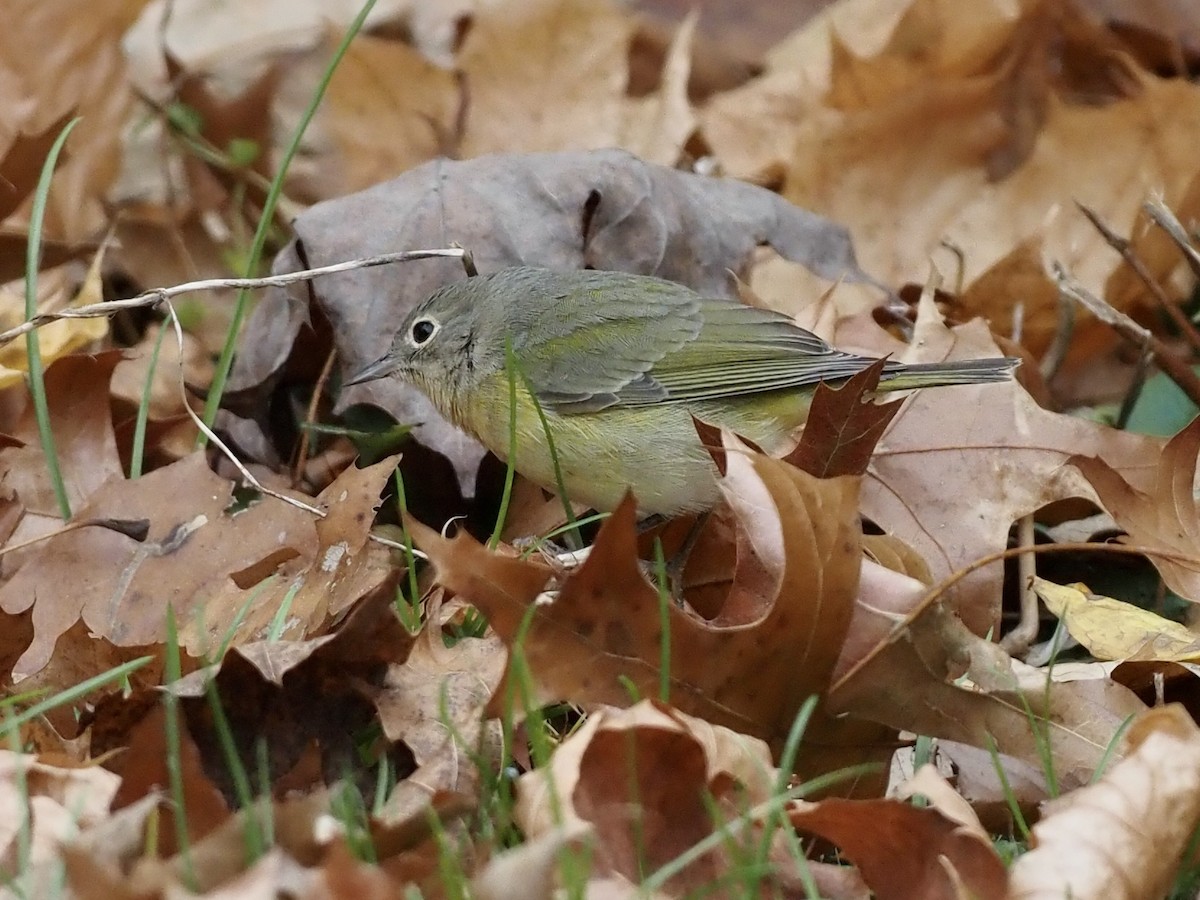 Nashville Warbler - ML625840841