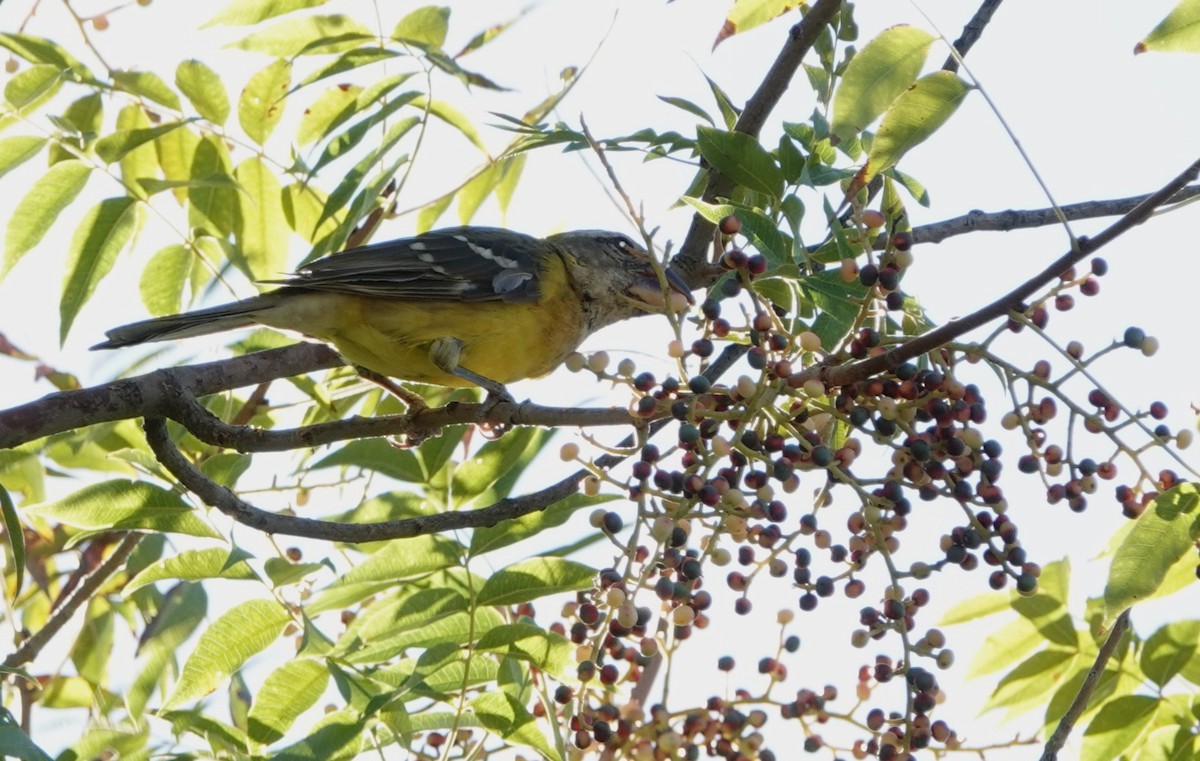 Yellow Grosbeak - ML625840842