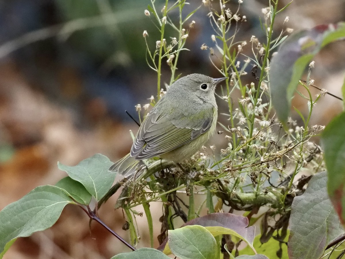 Nashville Warbler - ML625840845