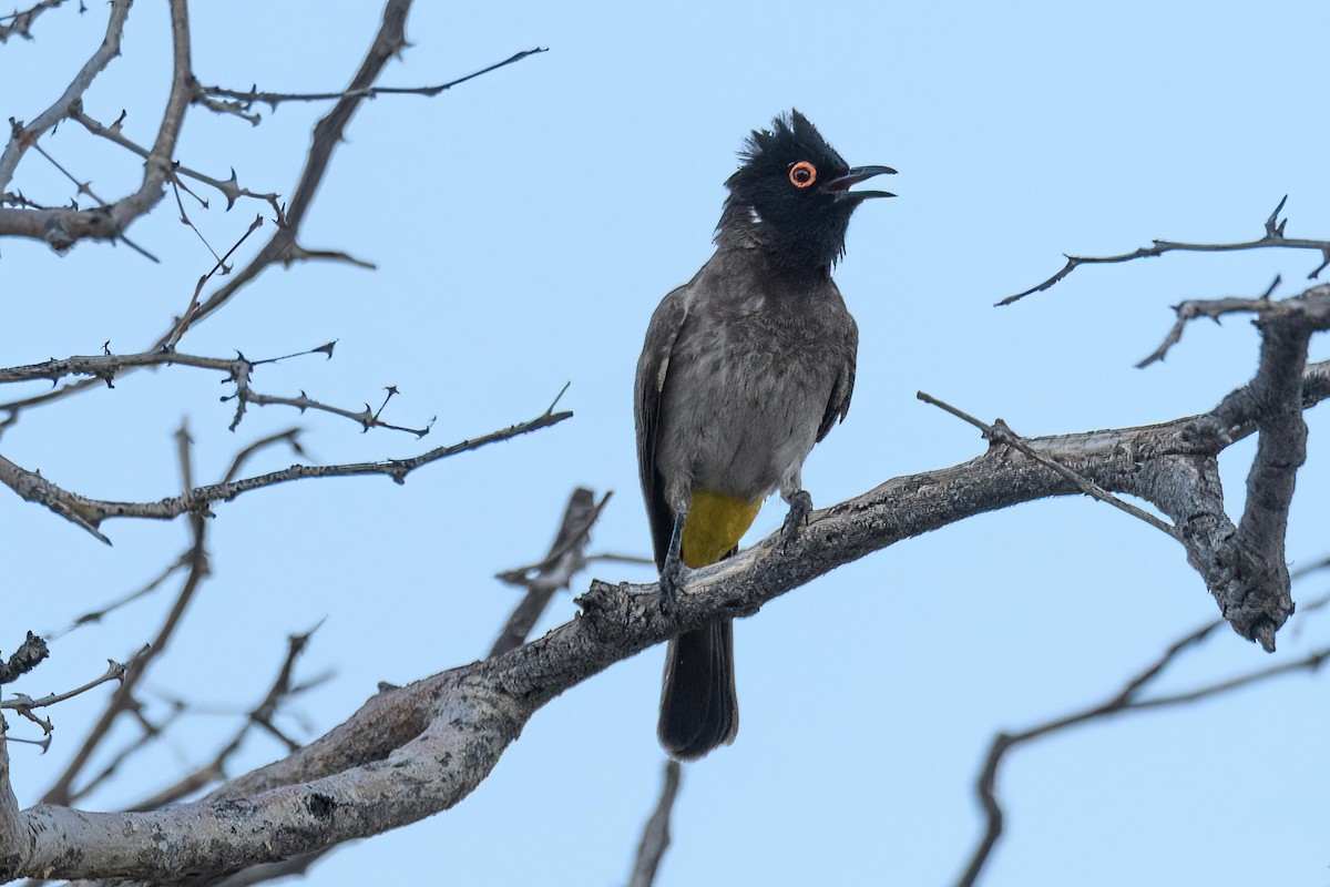 Black-fronted Bulbul - ML625840853