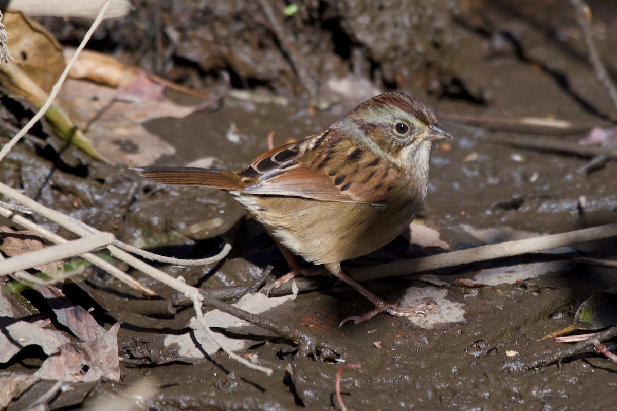 Swamp Sparrow - ML625841134