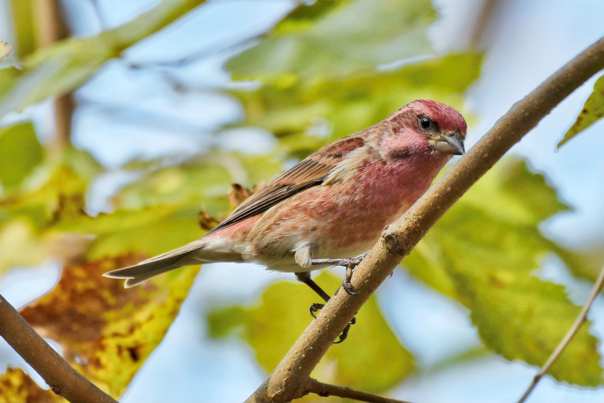 Purple Finch - ML625841159