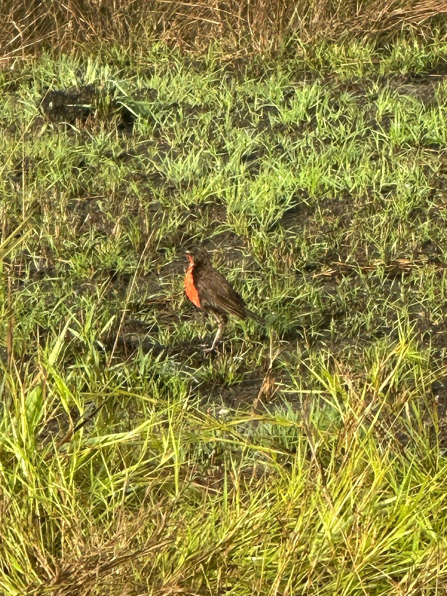 ムネアカマキバドリ - ML625841163