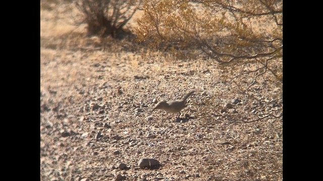 LeConte's Thrasher - ML625841194