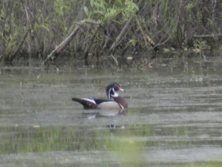 Wood Duck - ML625841197