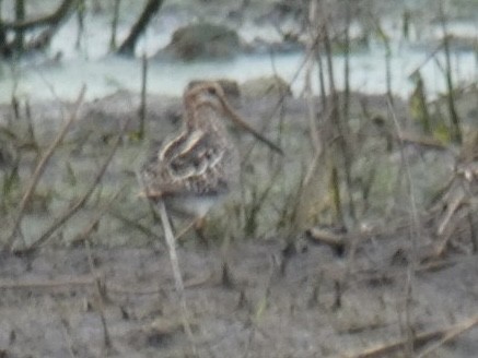 Wilson's Snipe - ML625841201