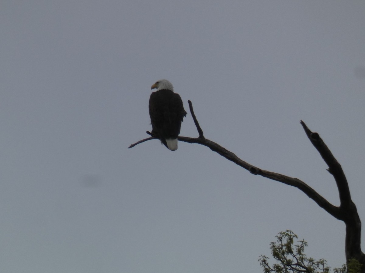 Bald Eagle - ML625841226
