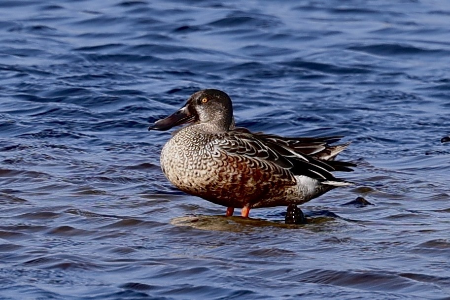 Northern Shoveler - ML625841246