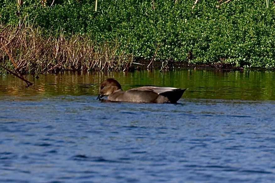 Gadwall - ML625841257