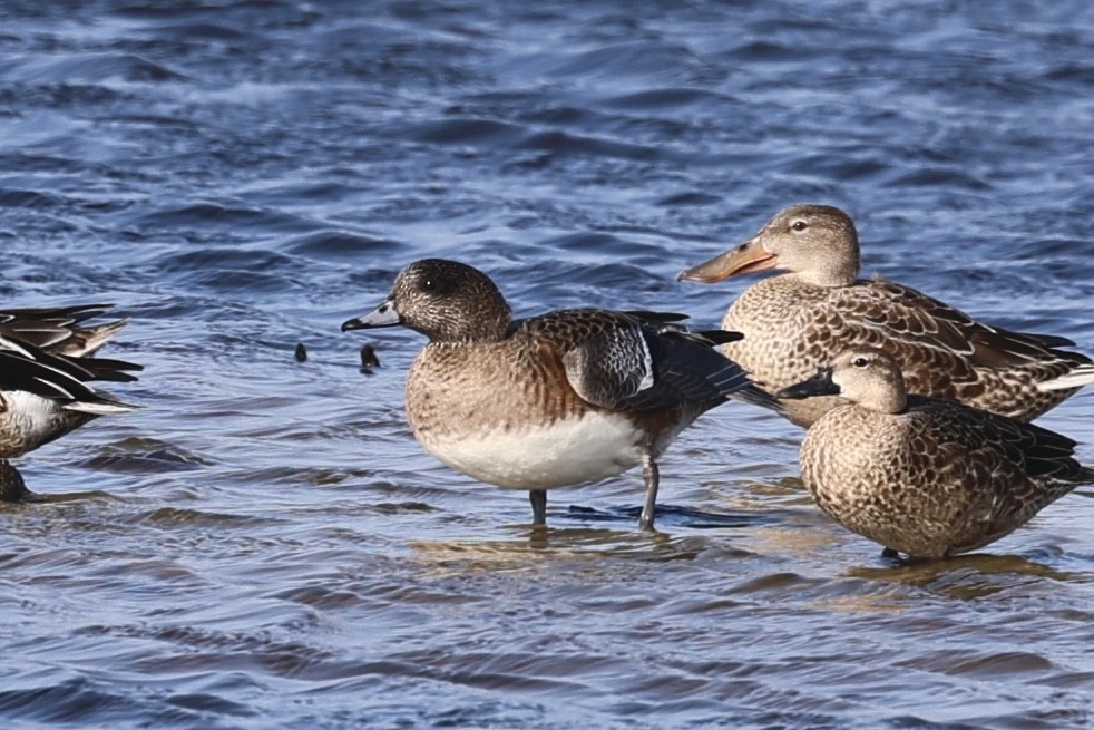 American Wigeon - ML625841270