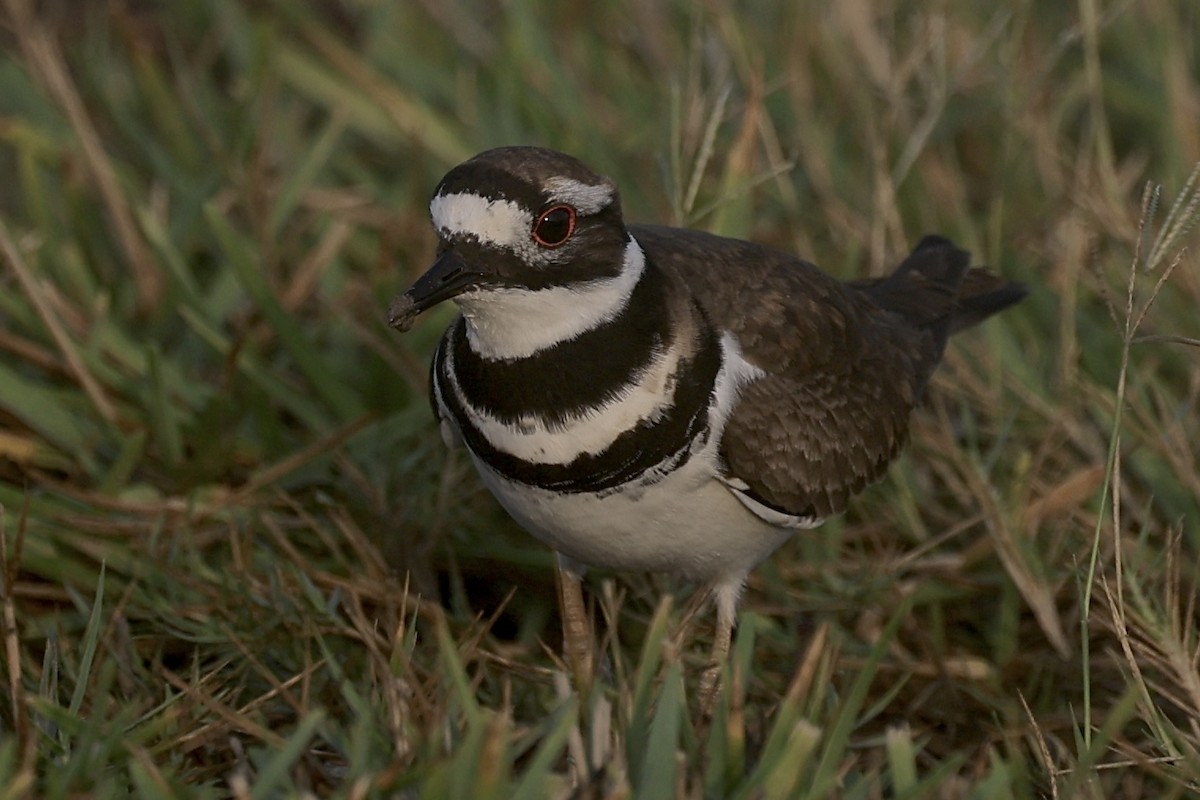 Killdeer - ML625841293