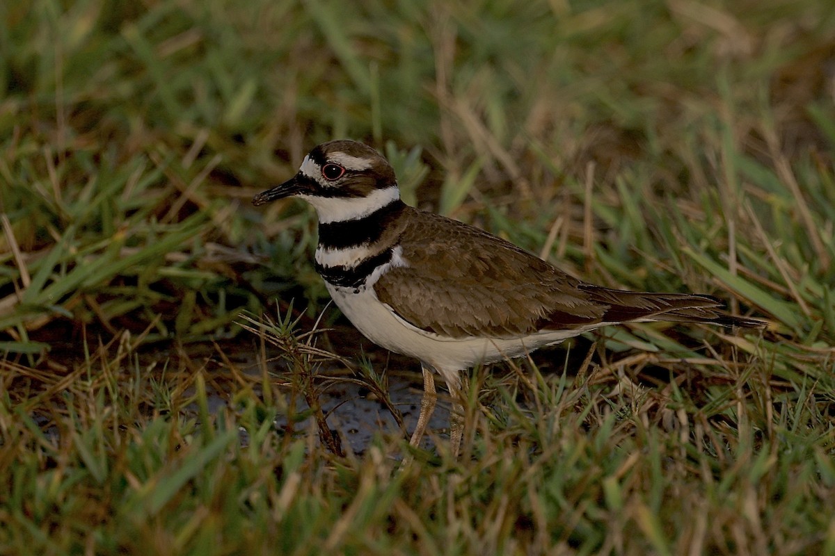 Killdeer - ML625841294