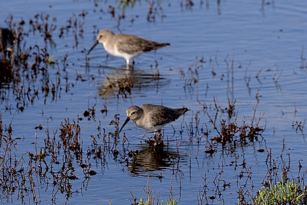 Dunlin - ML625841317