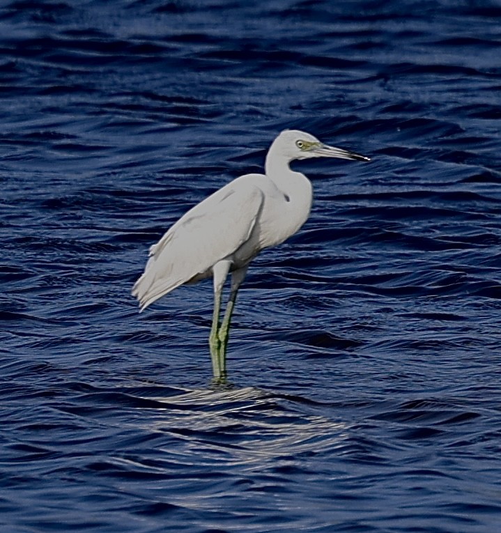 Little Blue Heron - ML625841332