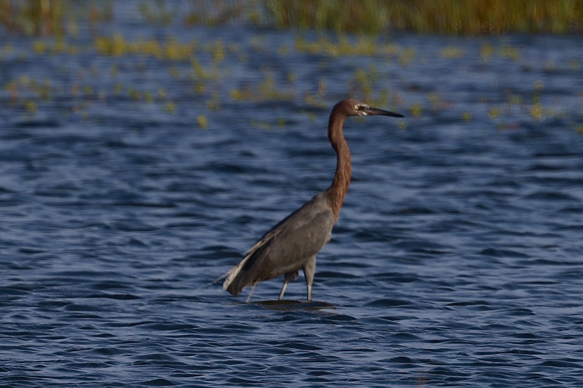 Reddish Egret - ML625841359