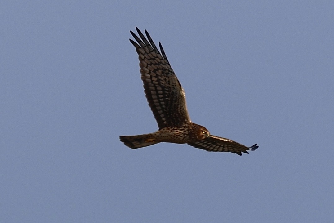 Northern Harrier - ML625841371