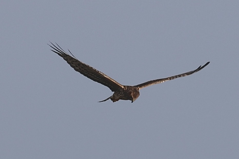 Northern Harrier - ML625841372