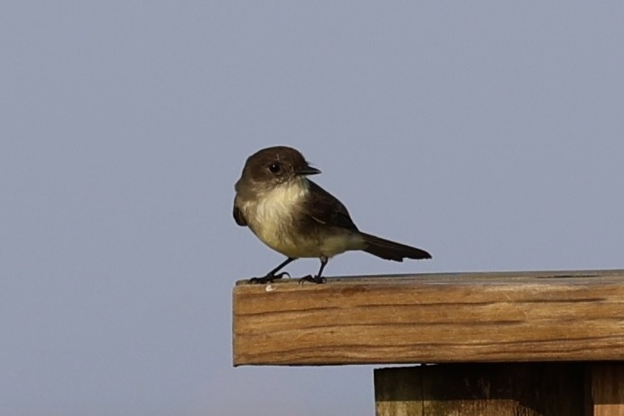 Eastern Phoebe - ML625841390