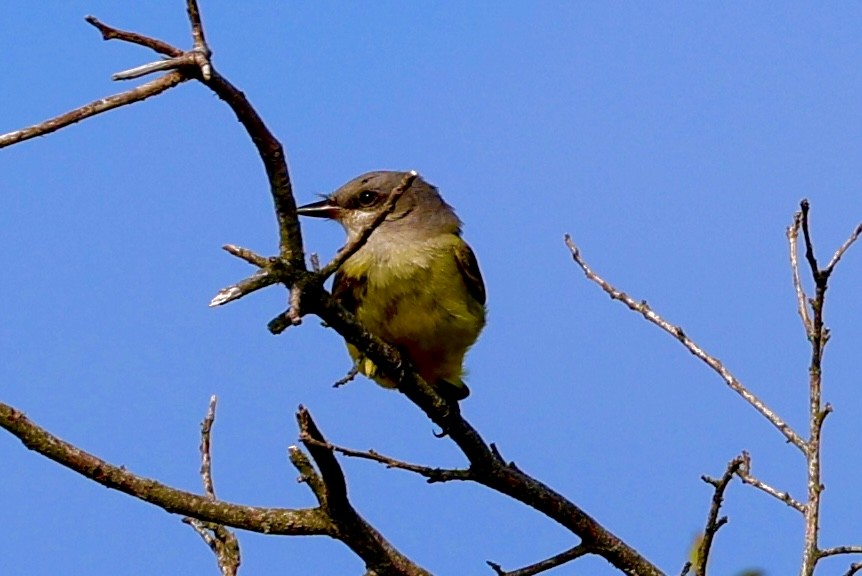 Couch's Kingbird - ML625841402