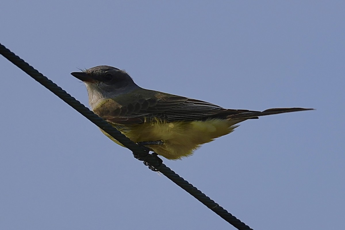 Couch's Kingbird - ML625841454